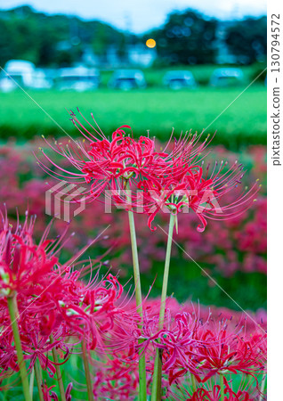 A cluster amaryllis of the arrow Katsukawa A cluster amaryllis of the arrow Katsukawa 130794572