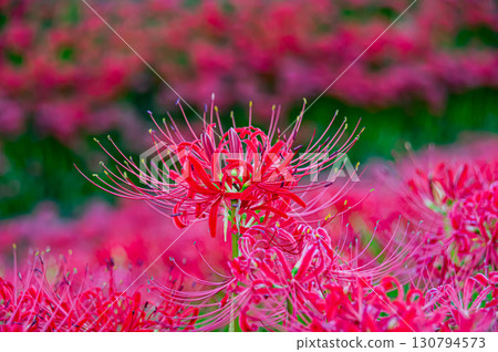 A cluster amaryllis of the arrow Katsukawa 130794573