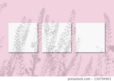 Natural light casts shadows from the field grass on 3 square sheets of white paper lying on a pink background. Mockup Natural light casts shadows from the field grass on 3 square sheets of white paper lying on a pink background. Mockup 130794901