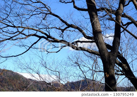 冬季森林中的落葉樹 [相模原市津久井，2月] 130795249