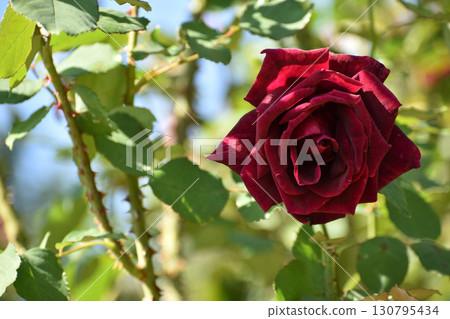 Crimson autumn roses 130795434