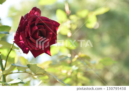 Crimson autumn roses 130795438