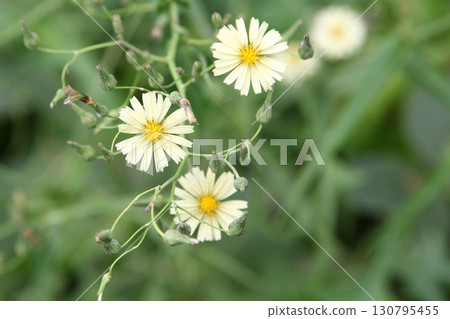 Lactuca oryza flowers and buds 130795455