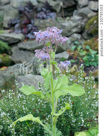 Flowering Borago officinalis, also known as starflower, in the country herb garden. 130795503