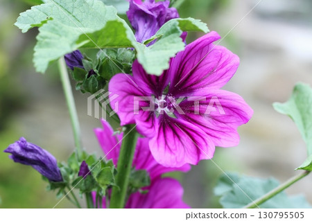Flowering Wild mallow, lat. Malva sylvestris in a garden. Flowering Wild mallow, lat. Malva sylvestris in a garden. 130795505