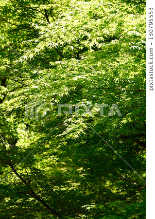 Deep in the mountains of Mount Shosha in Himeji Deep in the mountains of Mount Shosha in Himeji 130795553