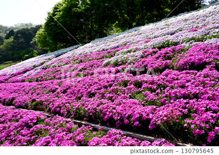 山佐魚糕的自家花園 130795645