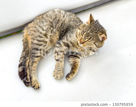 Sleepy tabby cat lying on a light surface Sleepy tabby cat lying on a light surface 130795859