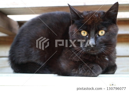 Looking black cat Looking black cat 130796077
