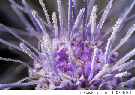 放大的藿香薊花 放大的藿香薊花 130796101