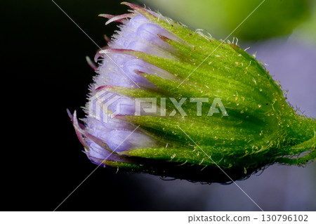 藿香薊芽擴展 藿香薊芽擴展 130796102