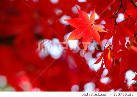 深紅色的彩色葉子背景素材 130796125