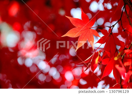 深紅色的彩色葉子背景素材 130796129