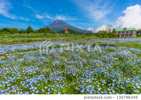 Mt. Fuji Nemophila Mt. Fuji 2nd Station 130796349
