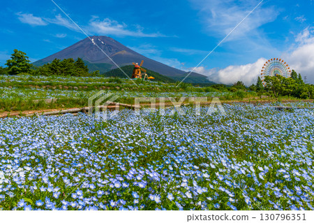 富士山粉蝶花 富士山二合目 富士山粉蝶花 富士山二合目 130796351
