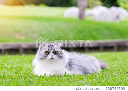 Cutest cat on green grass in public park 130796503