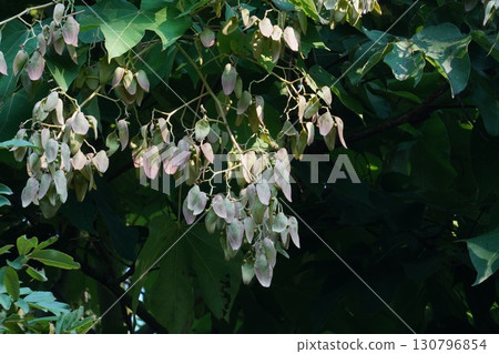 Camphor tree in 2025 Camphor tree in 2025 130796854