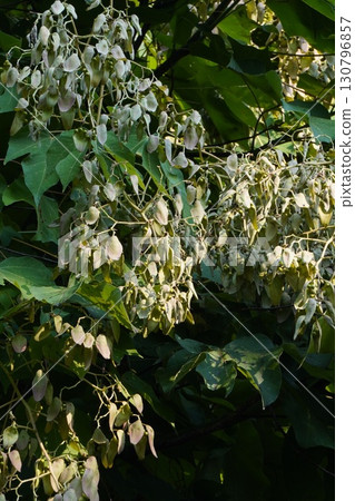 2025年的樟樹 130796857