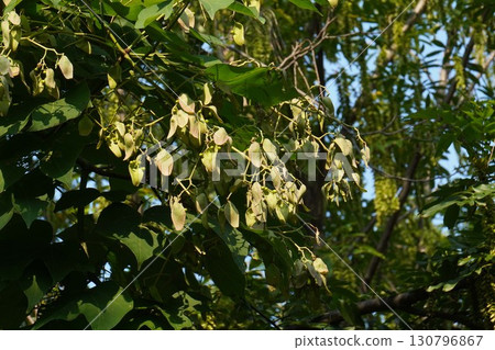 2025年的樟樹 130796867