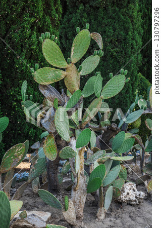 Large prickly pear cactus with green pads and fresh sprouts growing in a botanical garden with dark evergreen trees in the background. 130797296