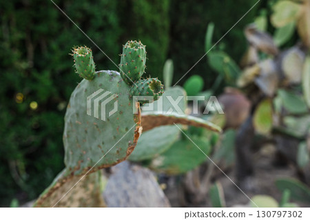 Close-up of a prickly pear cactus pad with small green buds and spines, growing outdoors in a botanical garden. 130797302