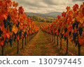 Vibrant vineyard landscape with autumn foliage and ripe grapes under a cloudy sky 130797445