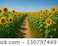 Sunflower field with vibrant blooms and a winding dirt path under a clear blue sky 130797449