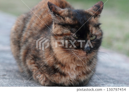 A cat staring at you 130797454