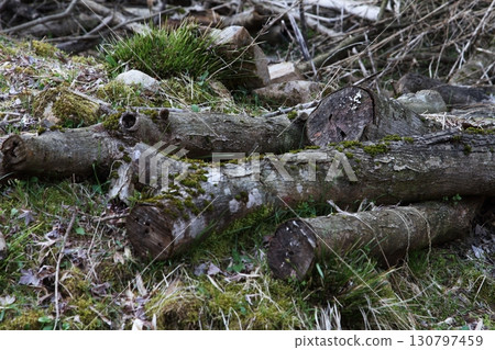Stump in the mountains 130797459