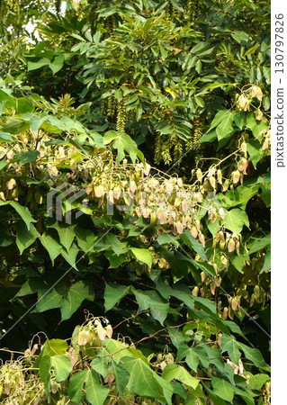 2025年的樟樹 2025年的樟樹 130797826