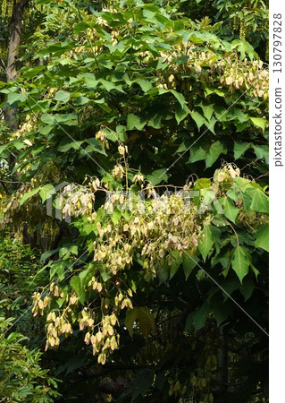 2025年的樟樹 2025年的樟樹 130797828