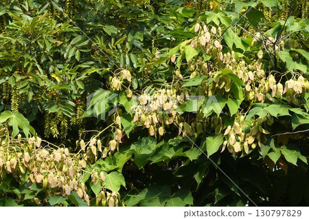 Camphor tree in 2025 Camphor tree in 2025 130797829