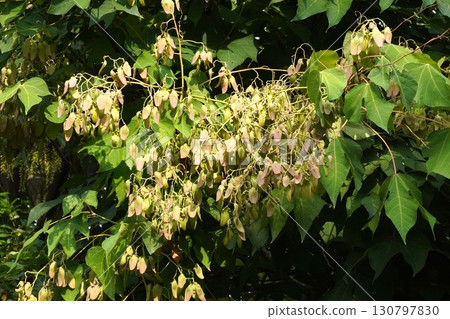Camphor tree in 2025 Camphor tree in 2025 130797830