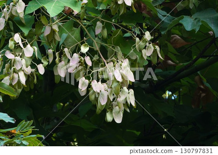Camphor tree in 2025 130797831