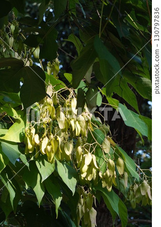 2025年的樟樹 130797836