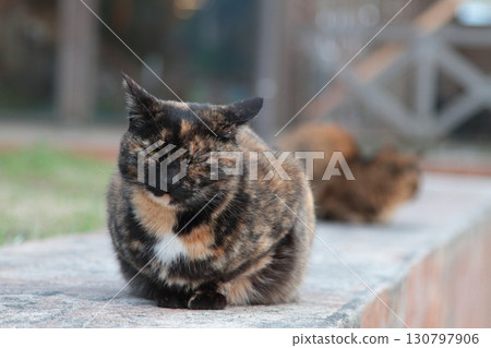 A turning cat 130797906