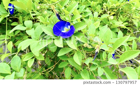 Butterfly pea flowers blooming outdoors 130797957