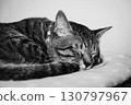 Cat sleeping face 130797967