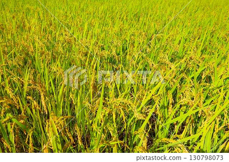 Ear of rice New rice Autumn 130798073