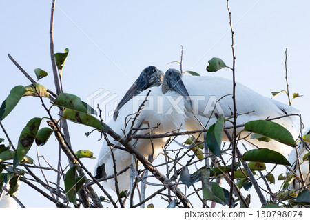 Two wood storks sitting together in a tree Two wood storks sitting together in a tree 130798074