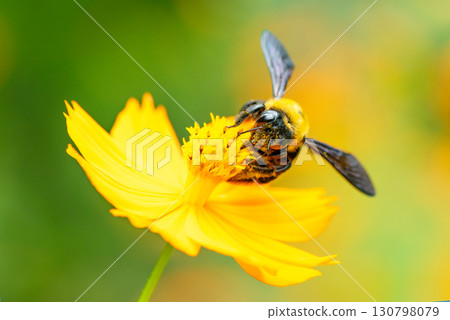 Front view of a carpenter bee sucking nectar from an orange flower 130798079