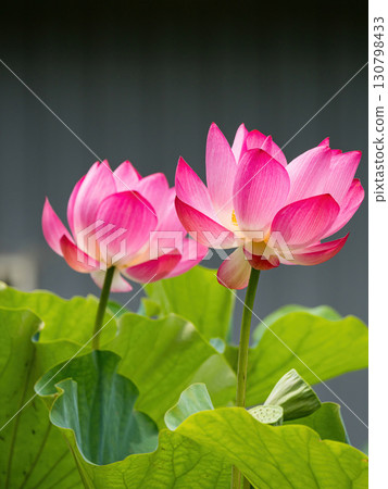 The Lotus Flower.Background is the lotus leaf and lotus flower and tree. The Lotus Flower.Background is the lotus leaf and lotus flower and tree. 130798433