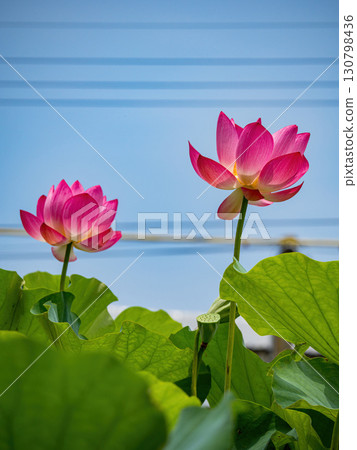 The Lotus Flower.Background is the lotus leaf and lotus flower and tree. The Lotus Flower.Background is the lotus leaf and lotus flower and tree. 130798436