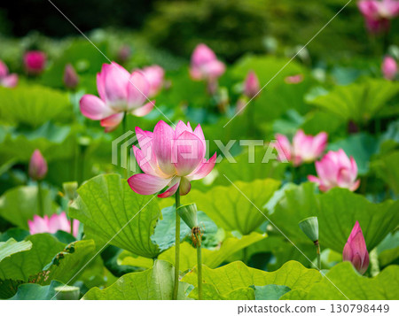 The Lotus Flower.Background is the lotus leaf and lotus flower and tree. The Lotus Flower.Background is the lotus leaf and lotus flower and tree. 130798449