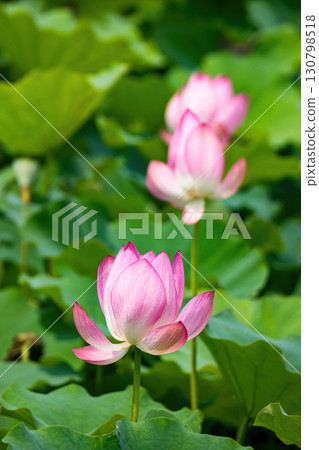The Lotus Flower.Background is the lotus leaf and lotus flower and tree. 130798518