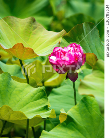 The Lotus Flower.Background is the lotus leaf and lotus flower and tree. 130798534