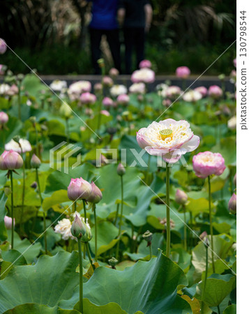 The Lotus Flower.Background is the lotus leaf and lotus flower and tree. The Lotus Flower.Background is the lotus leaf and lotus flower and tree. 130798544