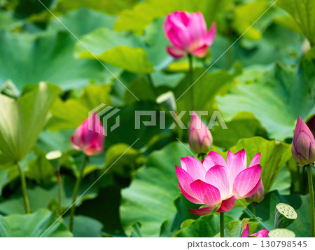 The Lotus Flower.Background is the lotus leaf and lotus flower and tree. The Lotus Flower.Background is the lotus leaf and lotus flower and tree. 130798545