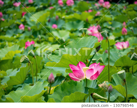 The Lotus Flower.Background is the lotus leaf and lotus flower and tree. 130798546