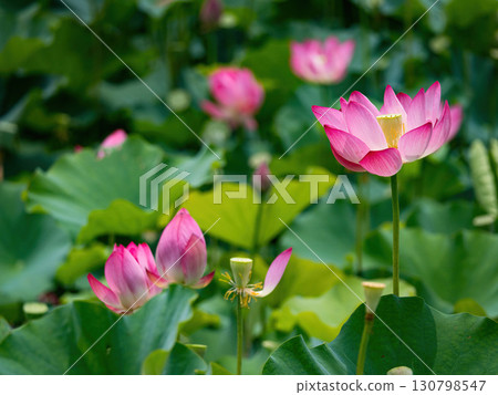 The Lotus Flower.Background is the lotus leaf and lotus flower and tree. The Lotus Flower.Background is the lotus leaf and lotus flower and tree. 130798547